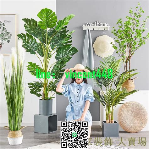 琴葉榕五行|琴葉榕：你家客廳裡的藝術品與空氣淨化器 – 植物盆栽綠寶典